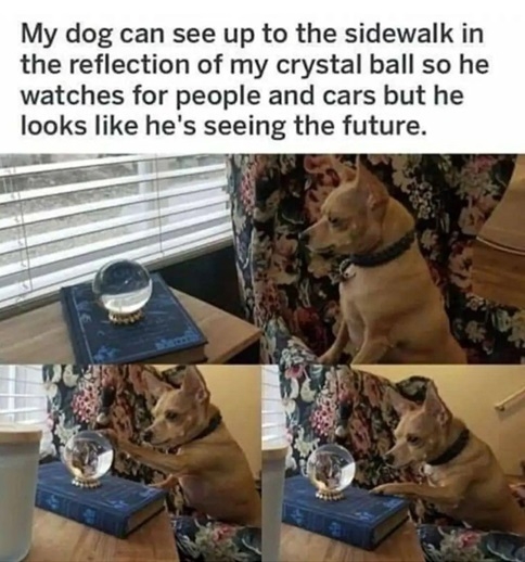 dog crystal ball.jpg