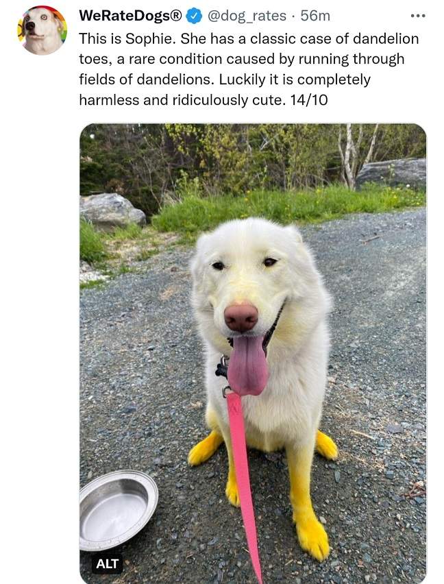 dog dandelion toes.jpg