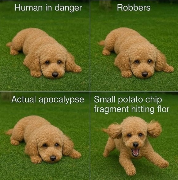 dog danger.jpg