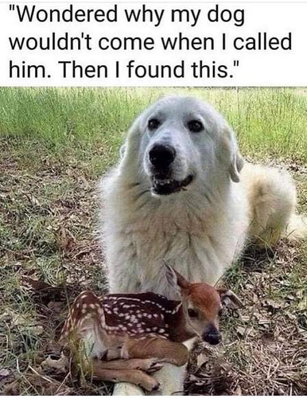 dog deer.jpg