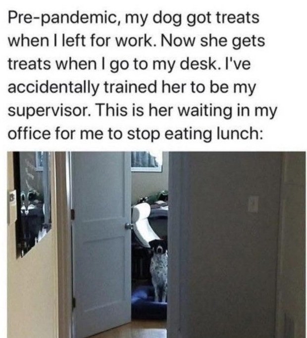 dog desk.jpg