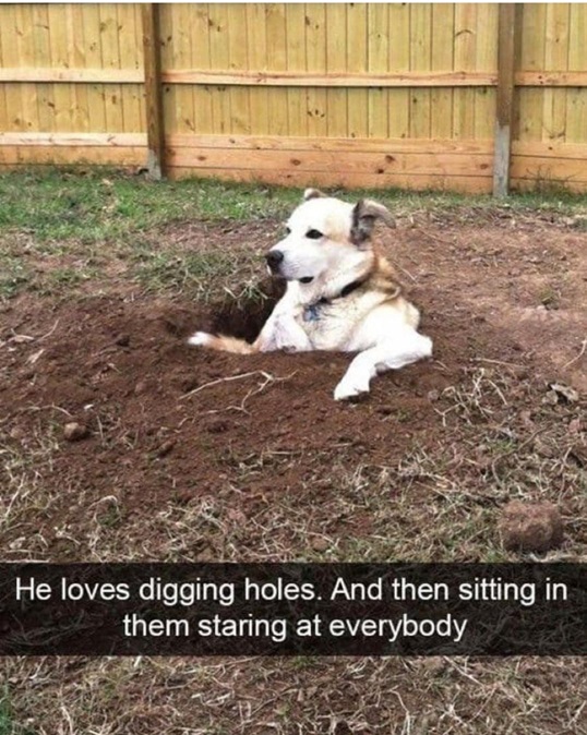 dog dig.jpg