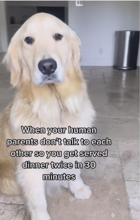 dog dinner.jpg