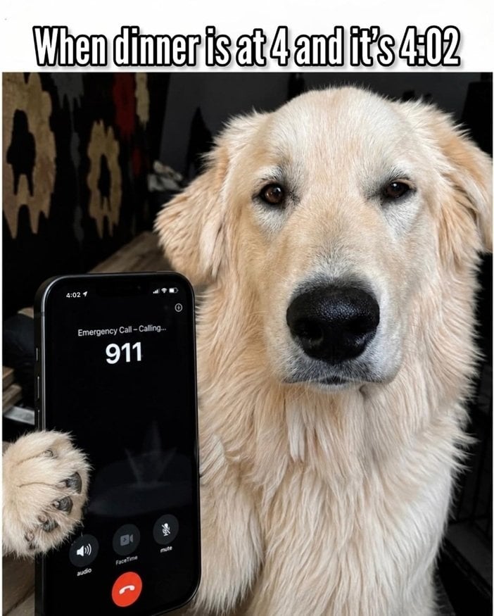 dog dinner.jpg