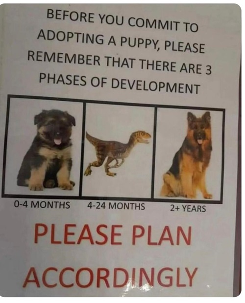 dog dino.jpg