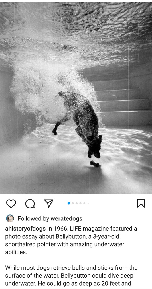 dog dive.jpg
