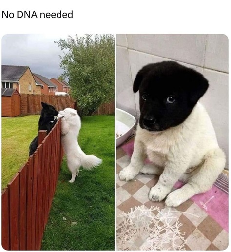 dog dna.jpg