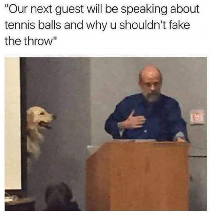 dog dont fake throw.jpg