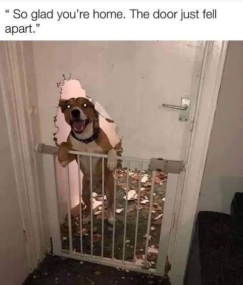 dog door 2.jpg