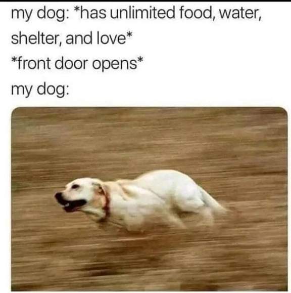dog door.jpg
