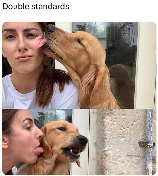 dog double standards.jpg