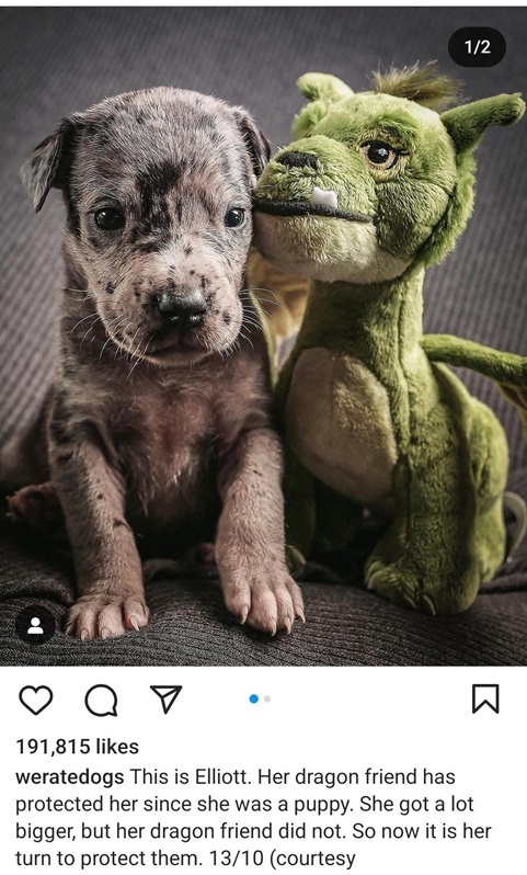 dog dragon 1.jpg
