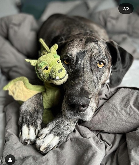dog dragon 2.jpg
