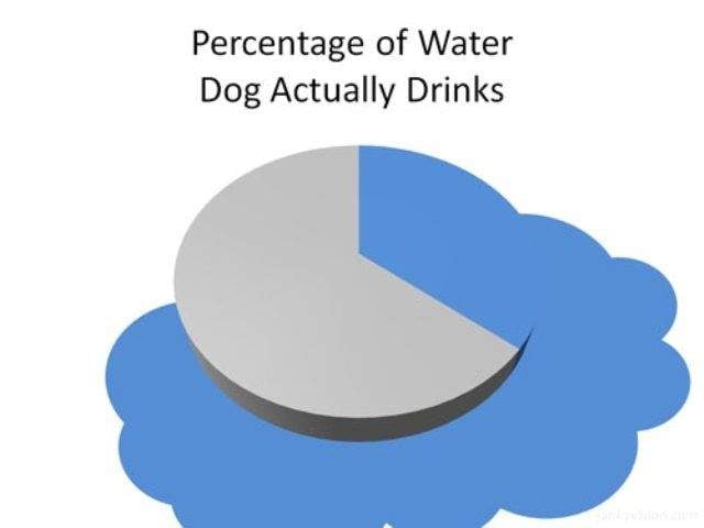 dog drinks.jpg