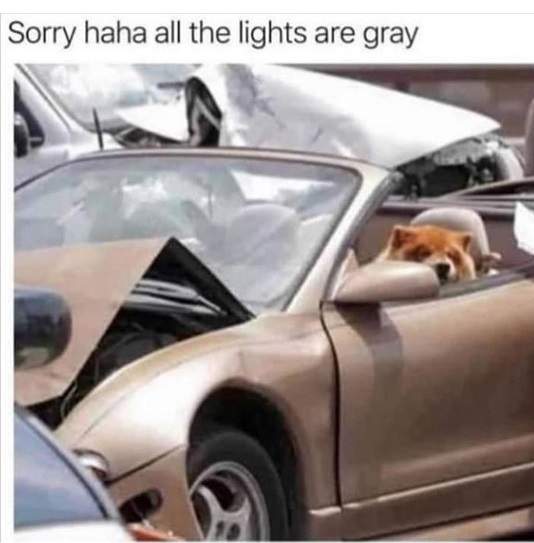 dog driving.jpg