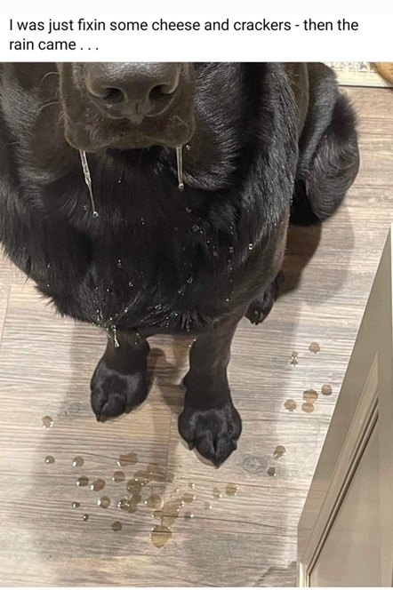 dog drool.jpg