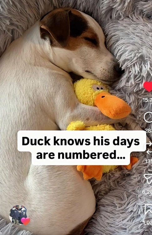 dog duck.jpg