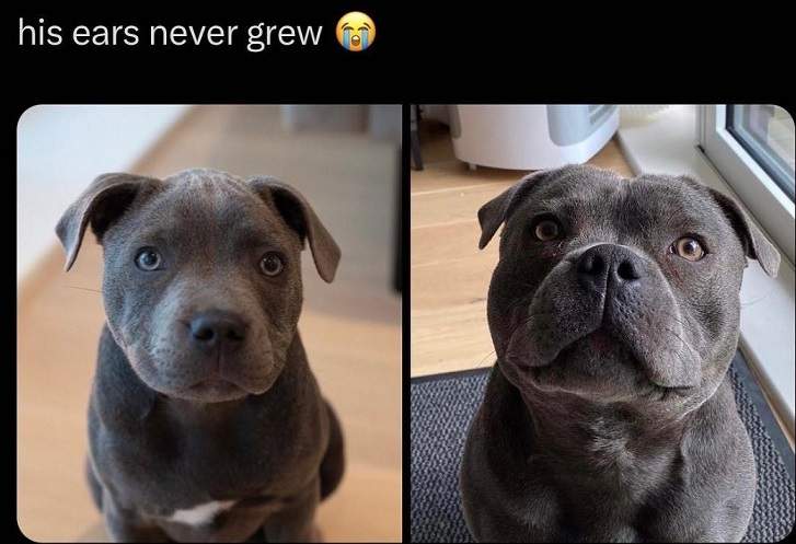 dog ears.jpg