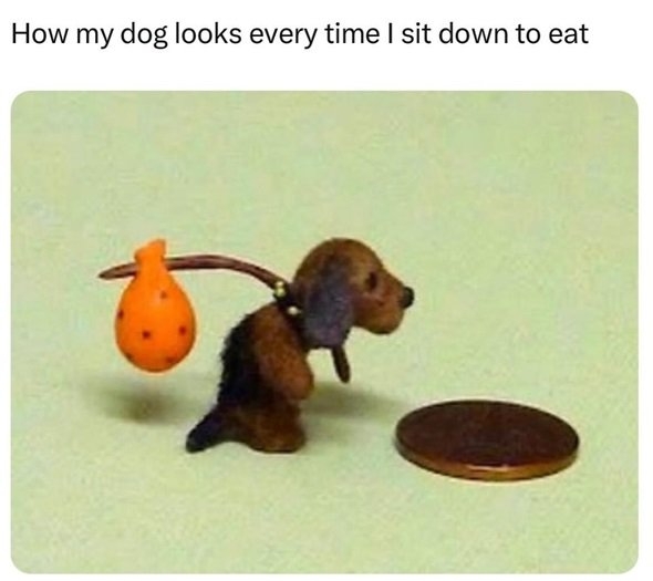 dog eat.jpg