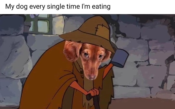 dog eating.jpg