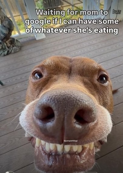 dog eating.jpg