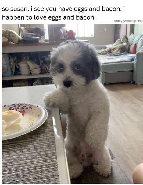 dog eggs.jpg