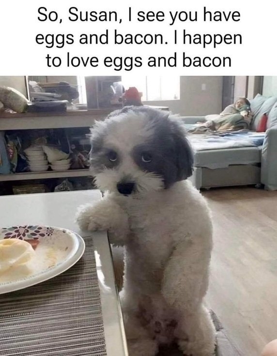 dog eggs.jpg