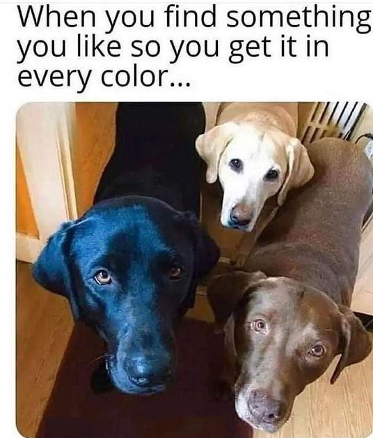dog every color.jpg