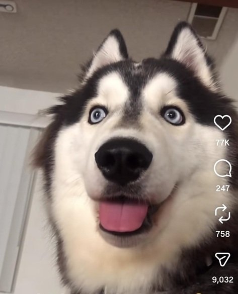 dog eyes.jpg