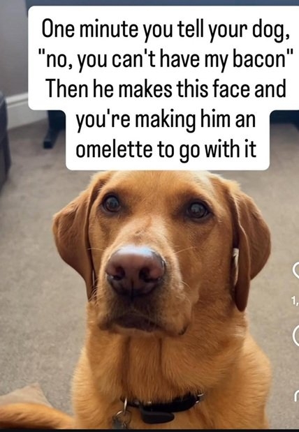 dog face.jpg