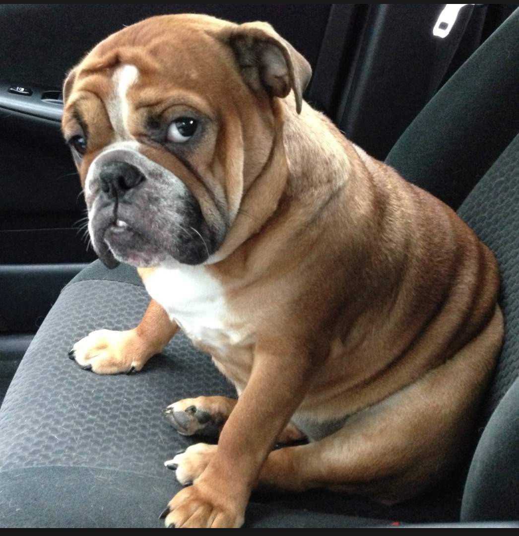 dog face.JPG