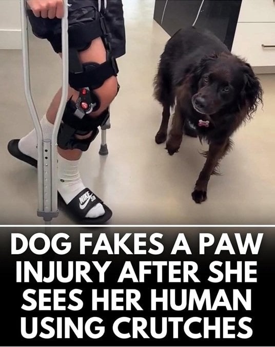 dog fake.jpg