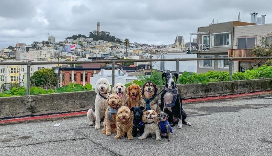 dog fam.jpg