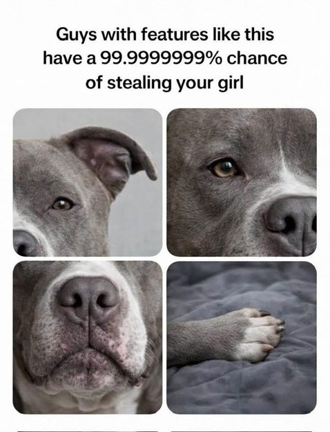 dog features.jpg
