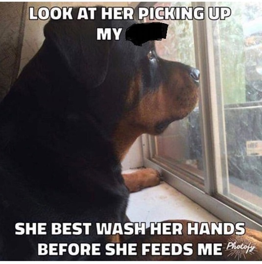 dog feed.jpg