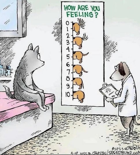 dog feeling.jpg