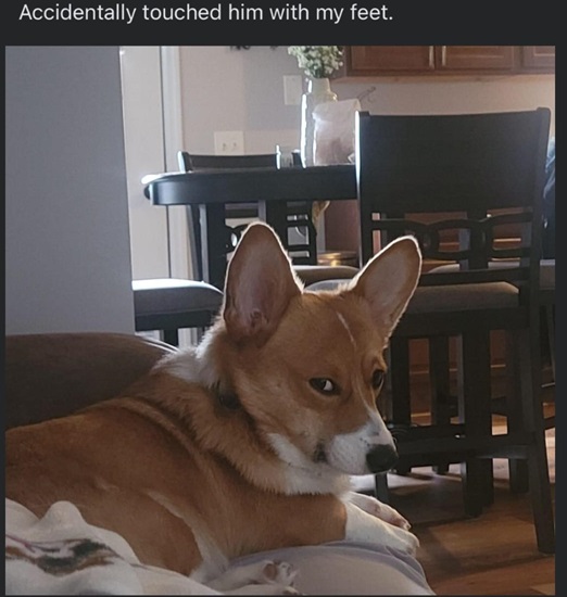 dog feet.jpg