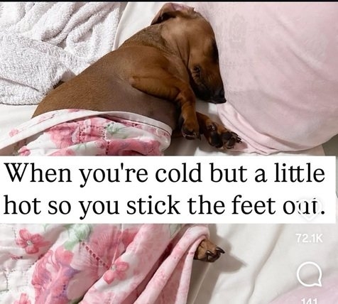 dog feet.jpg