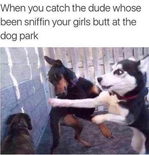 dog fight.jpg