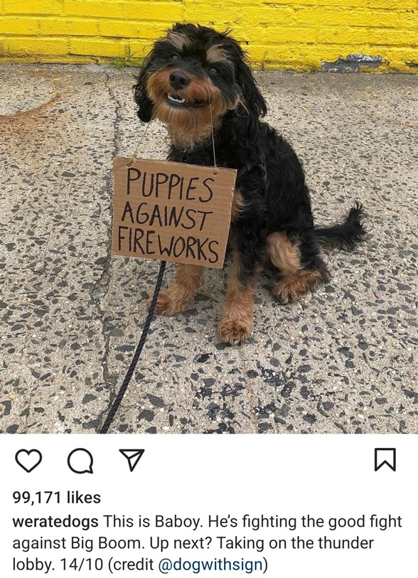 dog fireworks.jpg