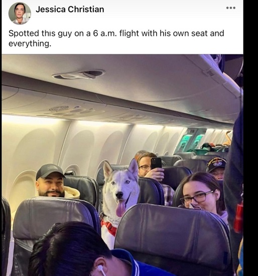 dog flight.jpg