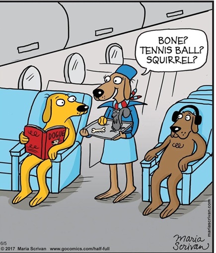 dog flight.jpg