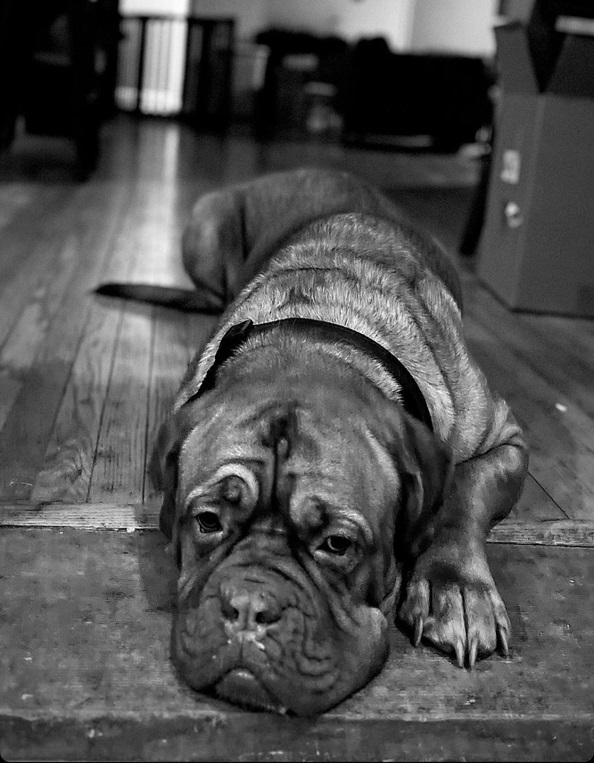 dog floor.jpg