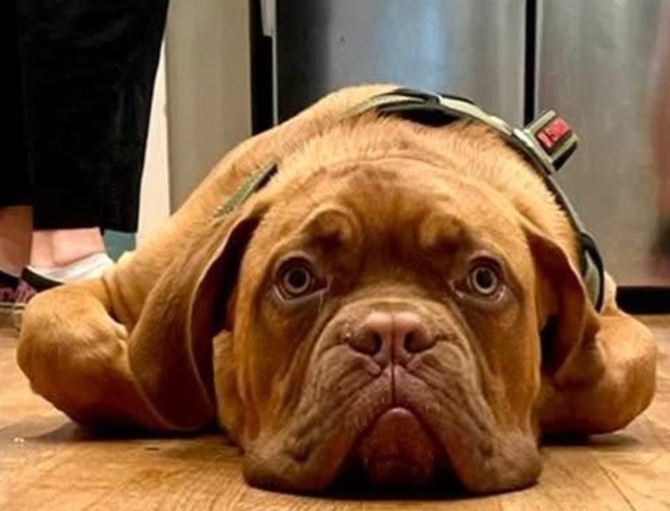 dog floor.jpg