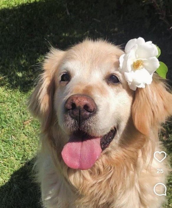 dog flower.jpg