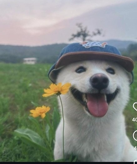 dog flower.jpg