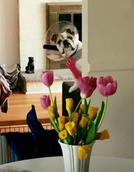 dog flowers.jpg