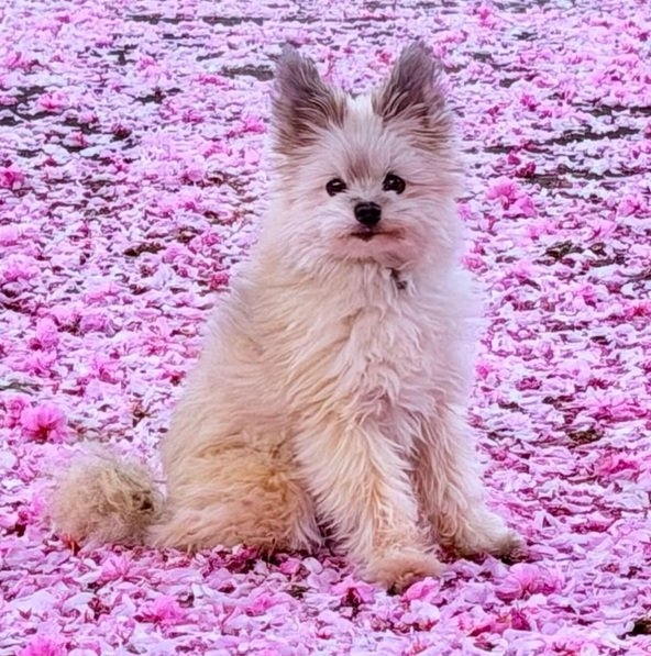 dog flowers.jpg
