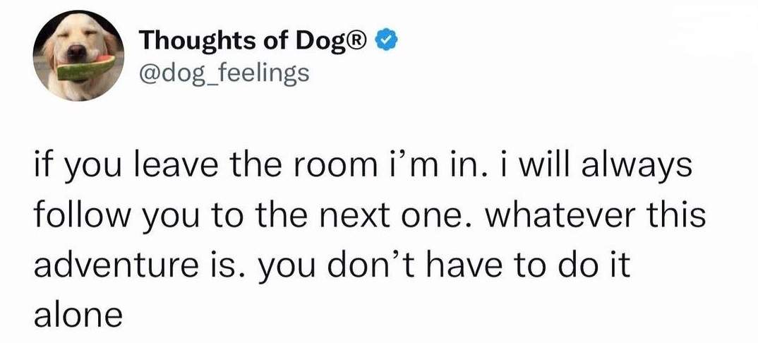 dog follow.jpg
