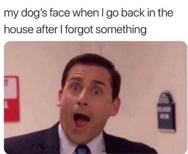 dog forget.jpg